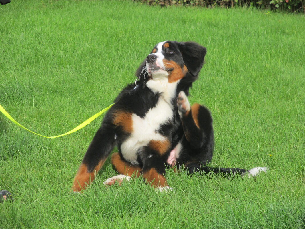 про собак - Елена Шаламова