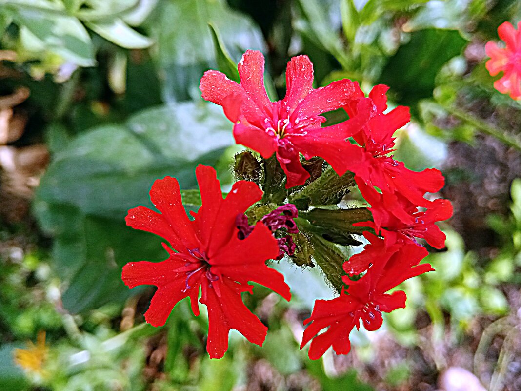 Цветы. - Владимир Драгунский Цветы. - Владимир Драгунский