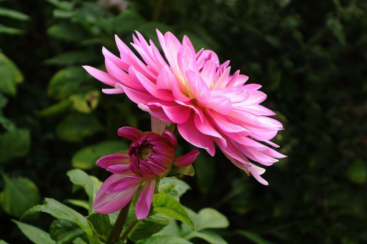 Георгина - Рита Симонова