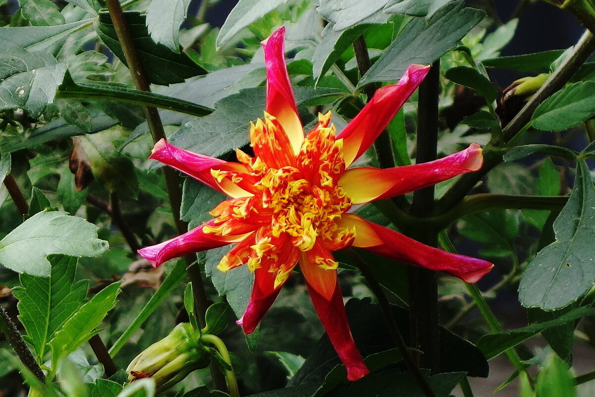 Георгина - Рита Симонова