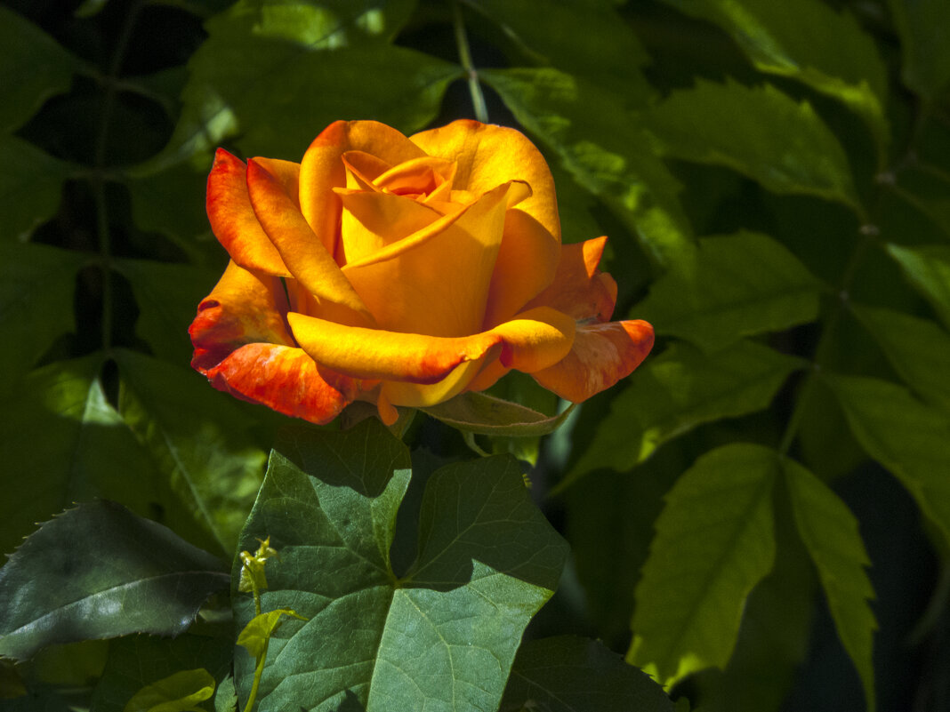 Оранжевая роза Флорибунда - Валентин Семчишин Оранжевая роза Флорибунда - Валентин Семчишин