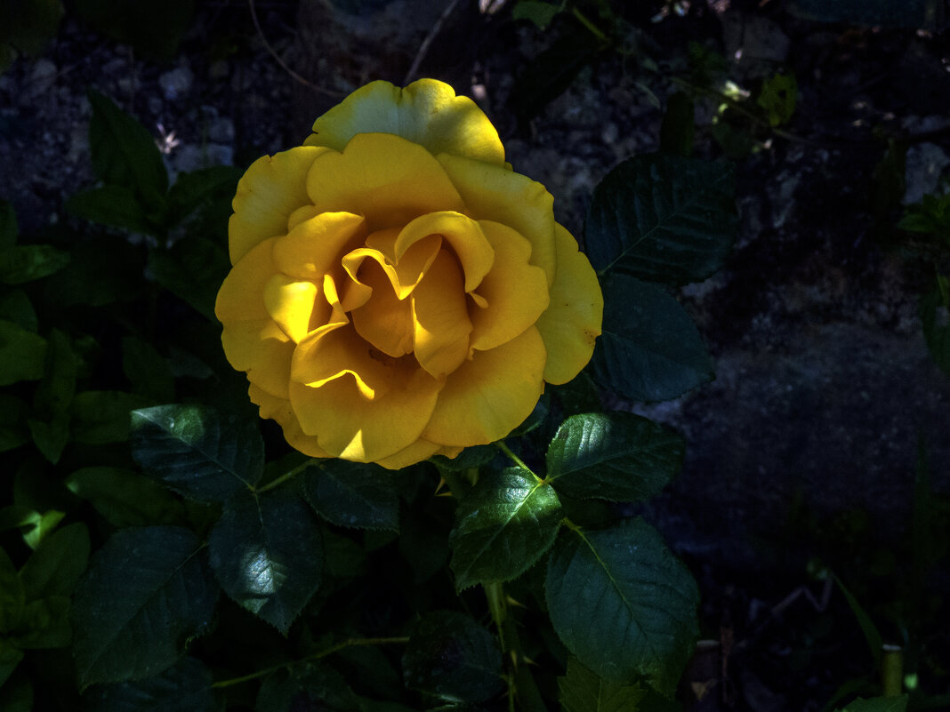 Жёлтая роза - Валентин Семчишин