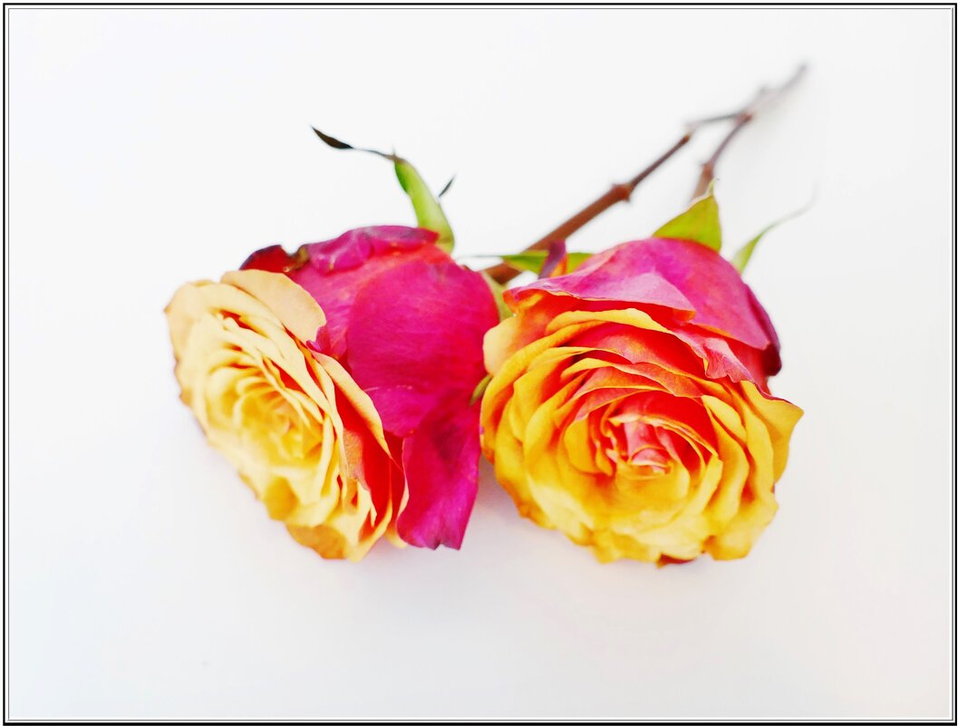 РОЗЫ... - Elvira E. 