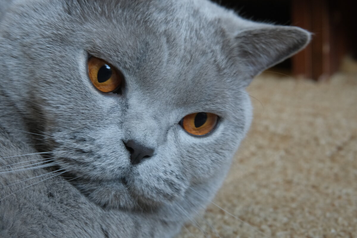 Кот Масик - Лютый Дровосек