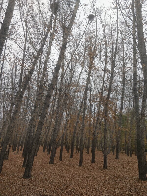 Листопад - Андрей Хлопонин