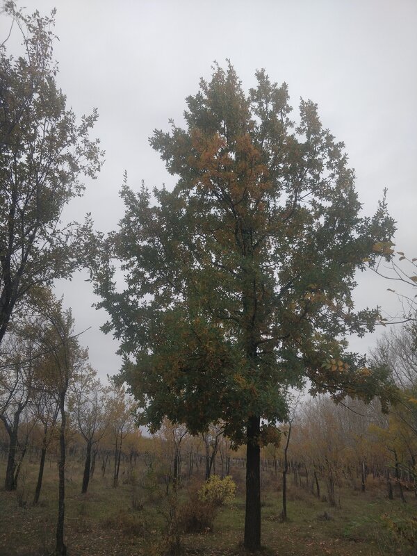 Дубок. - Андрей Хлопонин