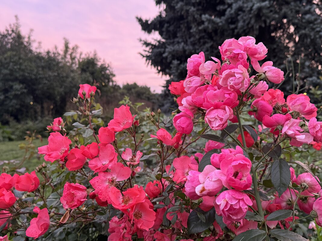 Розы - Анна Камс