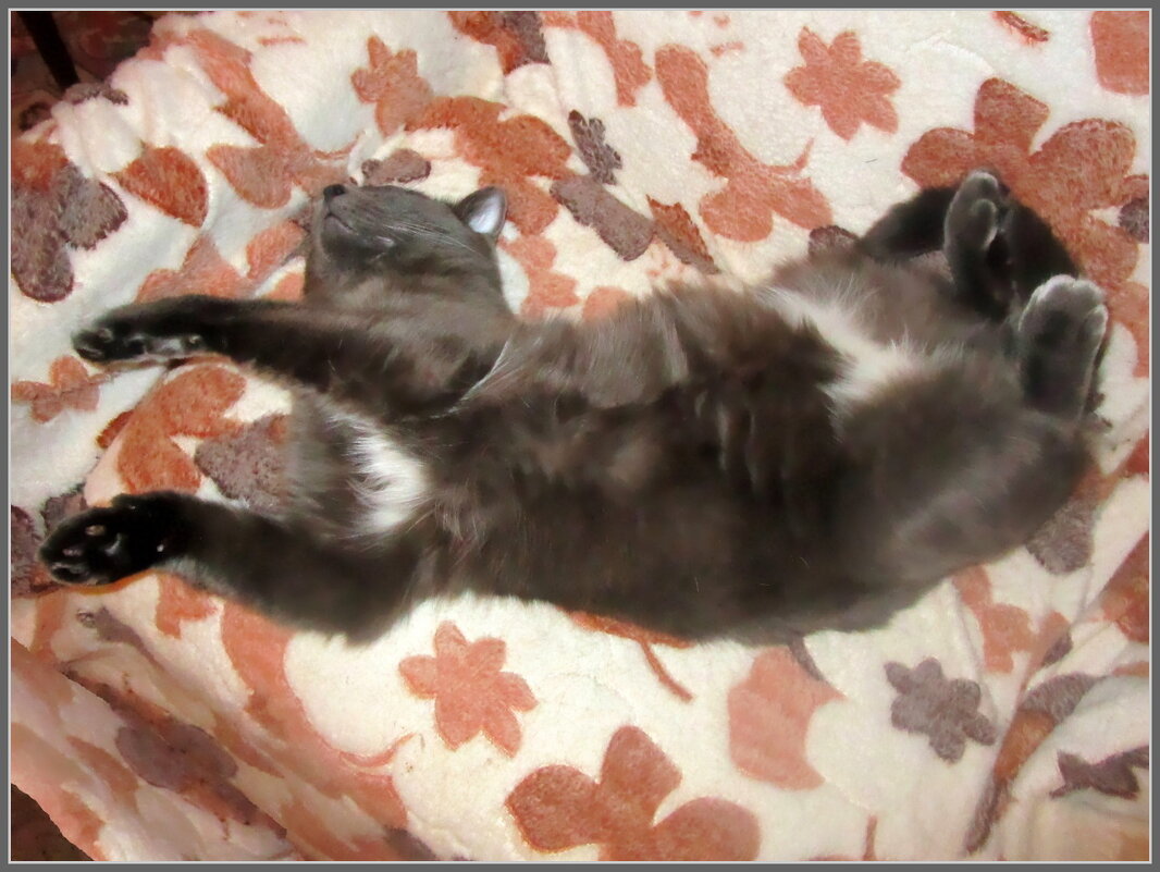 Блаженство - Ольга Довженко