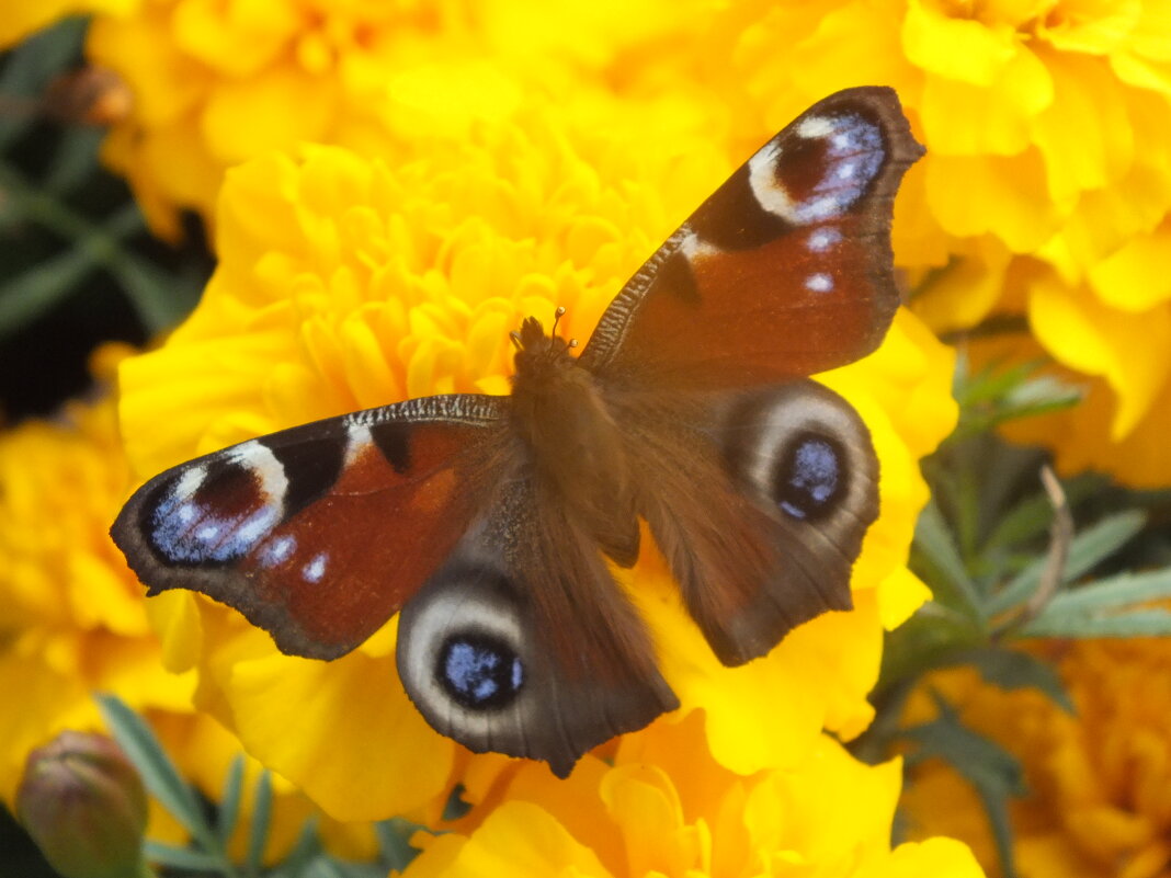 ** - Зоя Мишина ** - Зоя Мишина