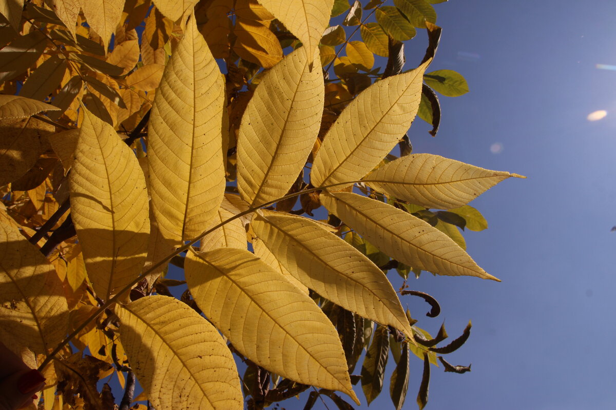 Осень - Евгения Каравашкина