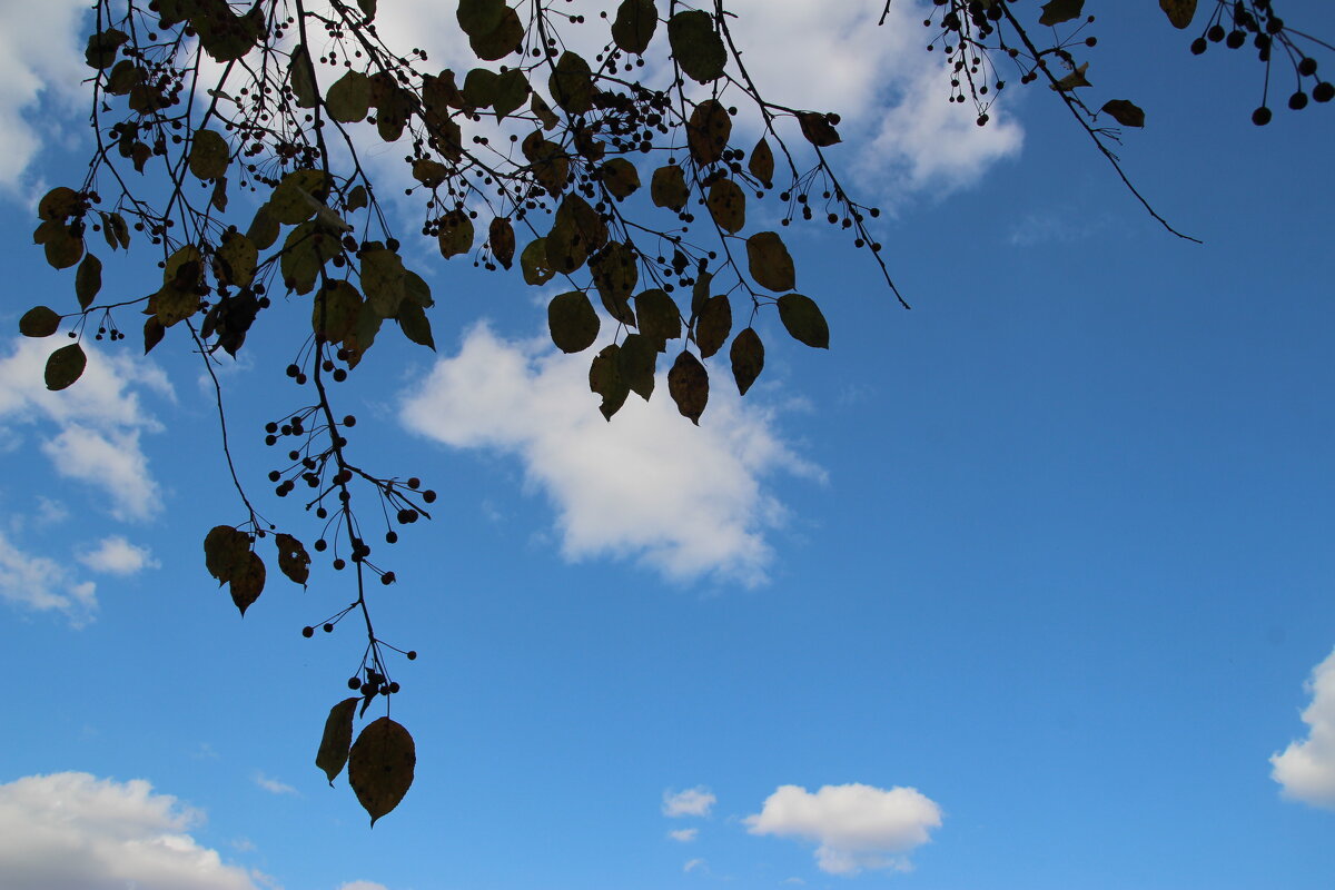 *** - Евгения Каравашкина