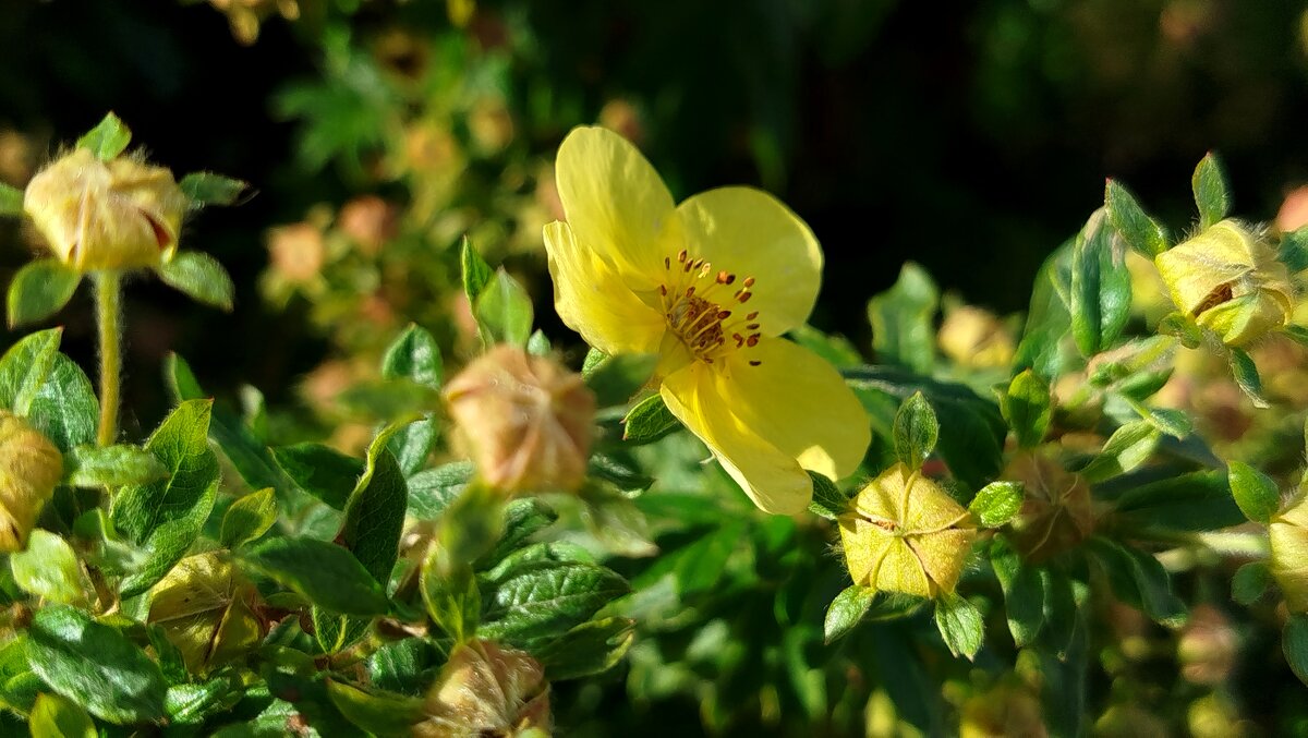 Курильский чай - светлана льдокова