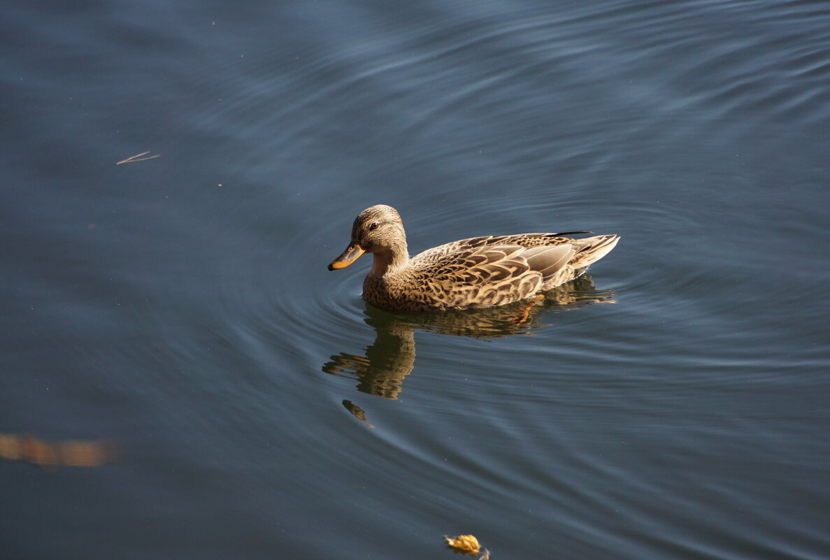 Дикая - Наталия Григорьева