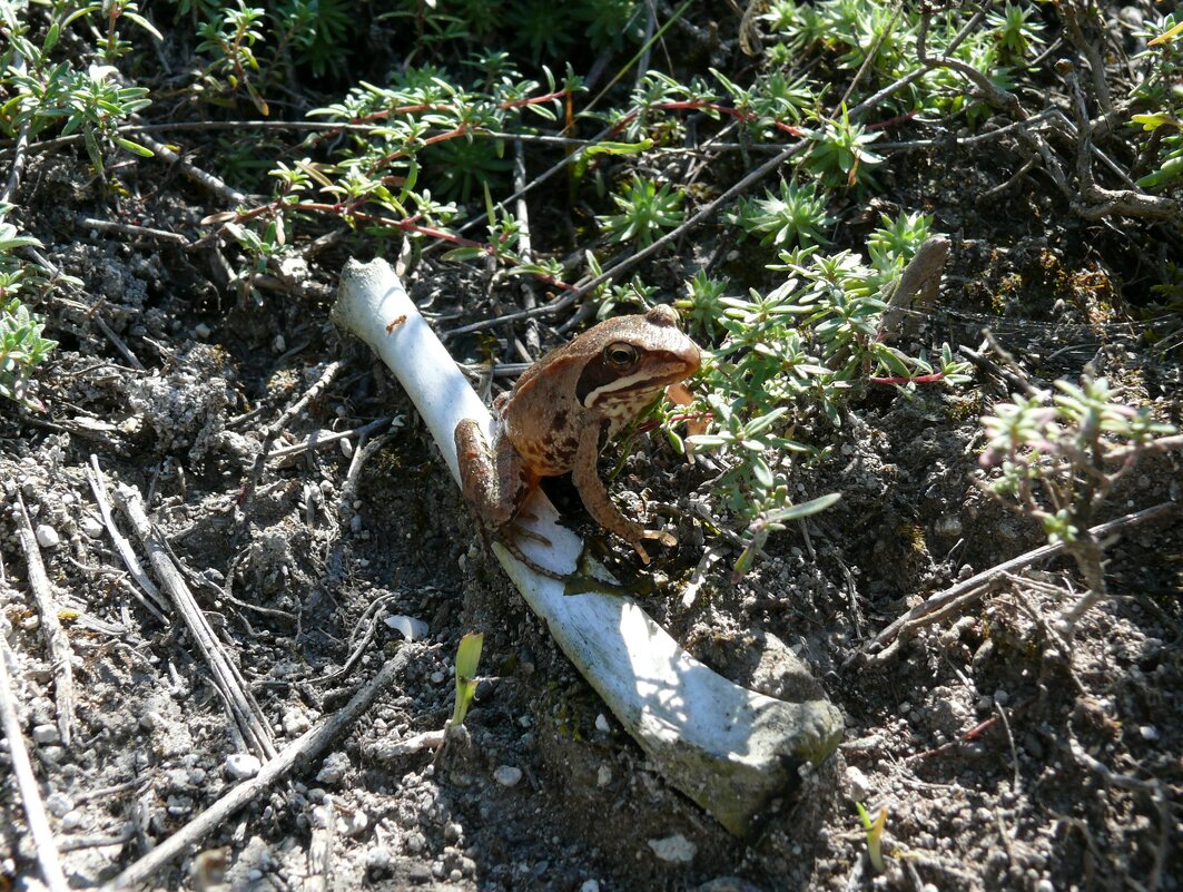 *** - Елена Елена