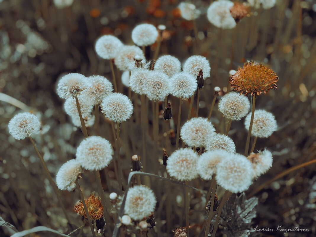 Вечер - Larisa Kuznetsova