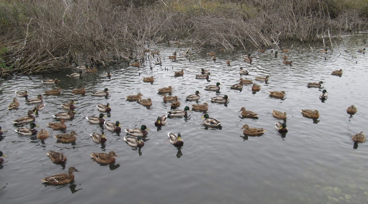 Уток сегодня много - Андрей Макурин