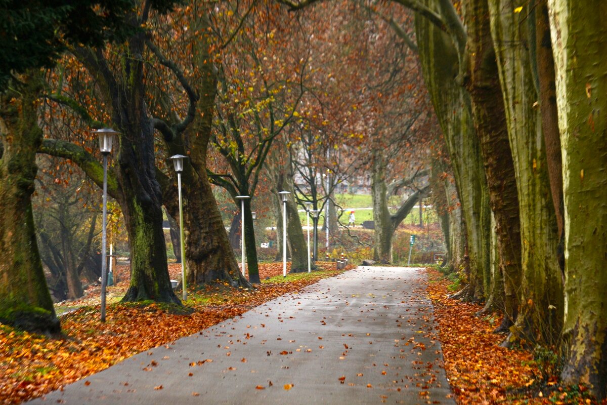 Поздняя осень - Юрий. Шмаков