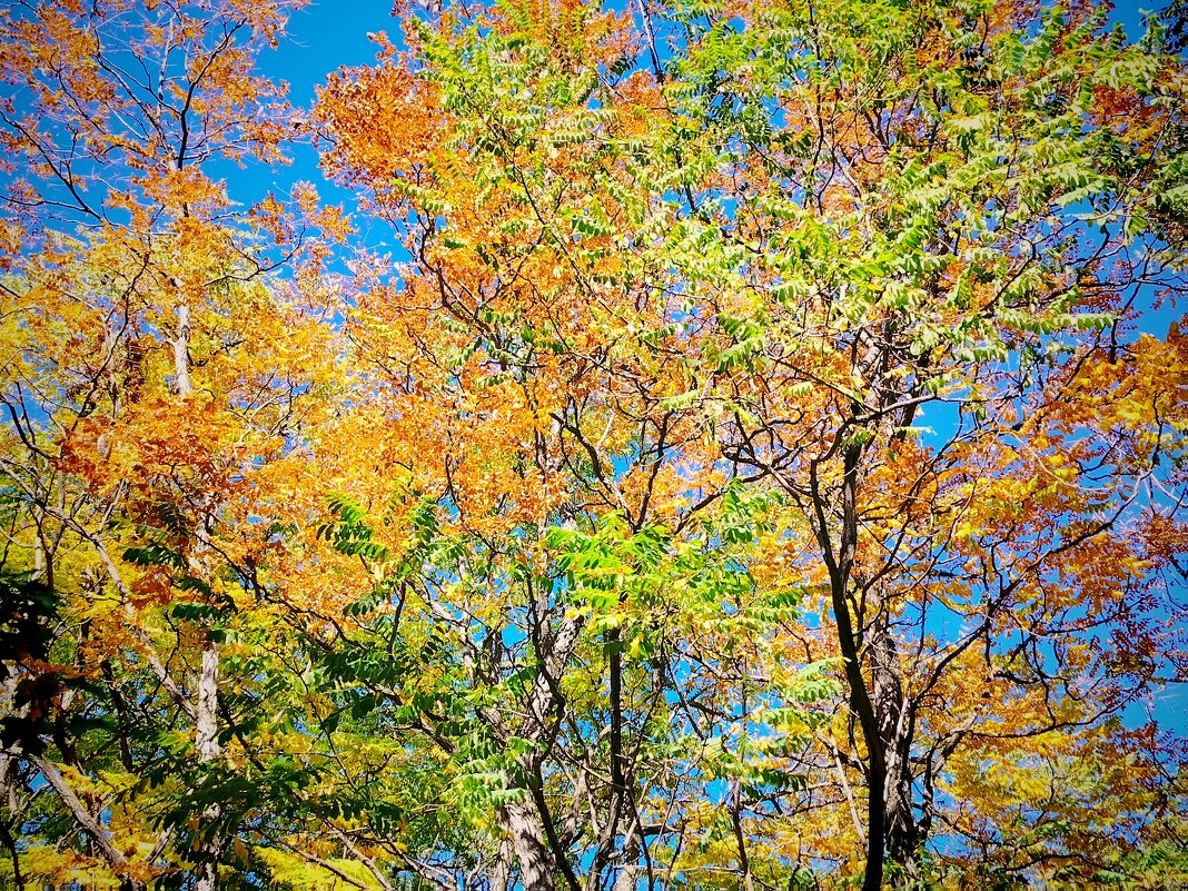 Осенняя палитра - Надежда 