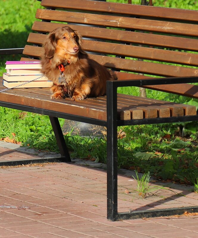 собака читака - Владимир иванов