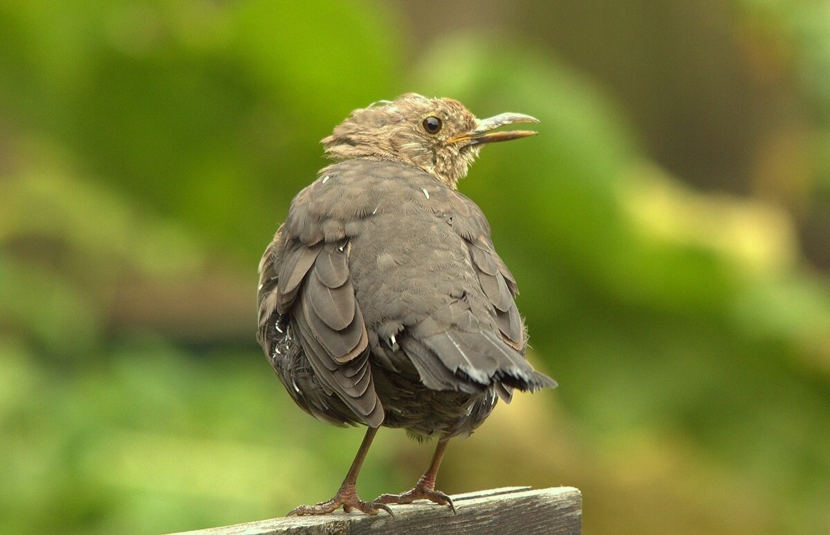 ... - Вячеслав Минаев
