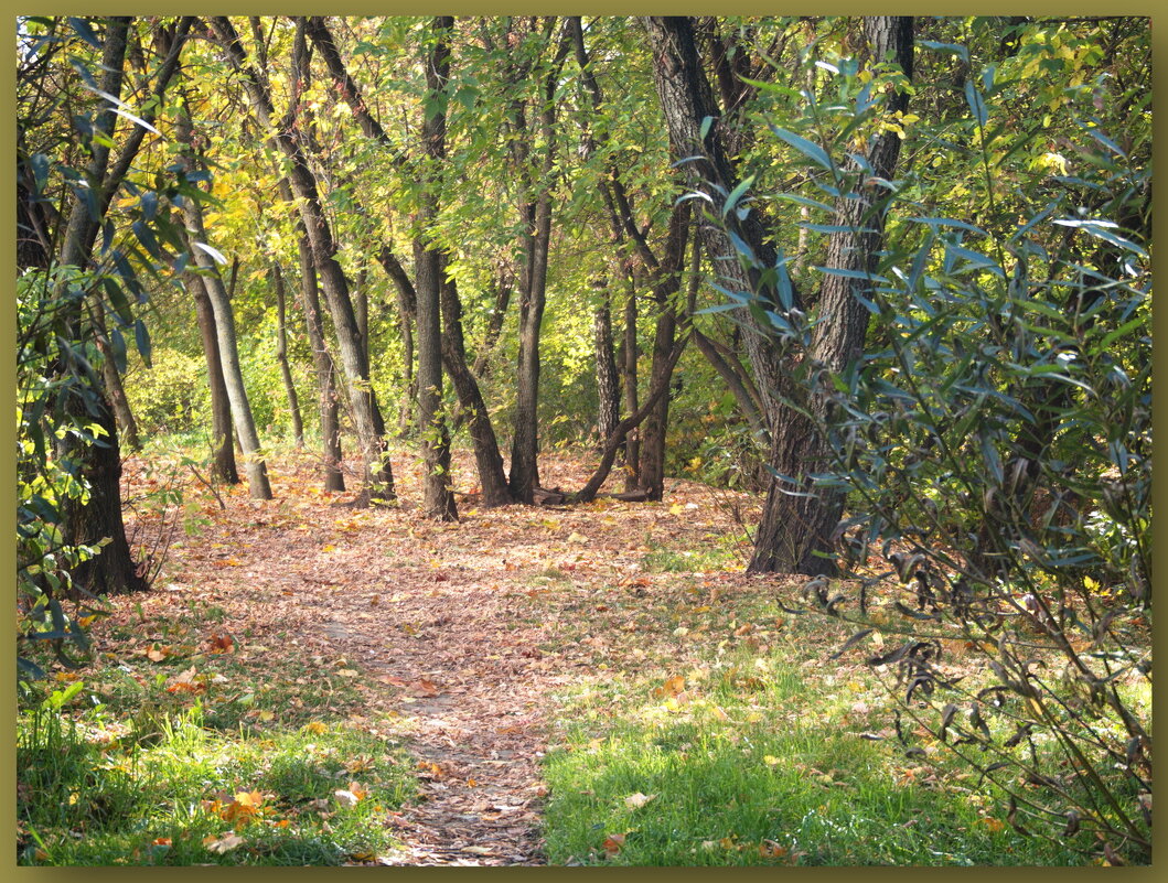 Золотая осень - marmorozov Морозова Золотая осень - marmorozov Морозова