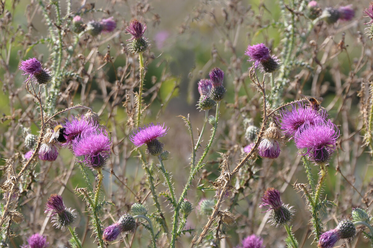 И в сентябре всё ещё собирают нектар... - Татьяна Машошина