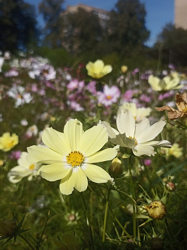 Космея - Pippa 