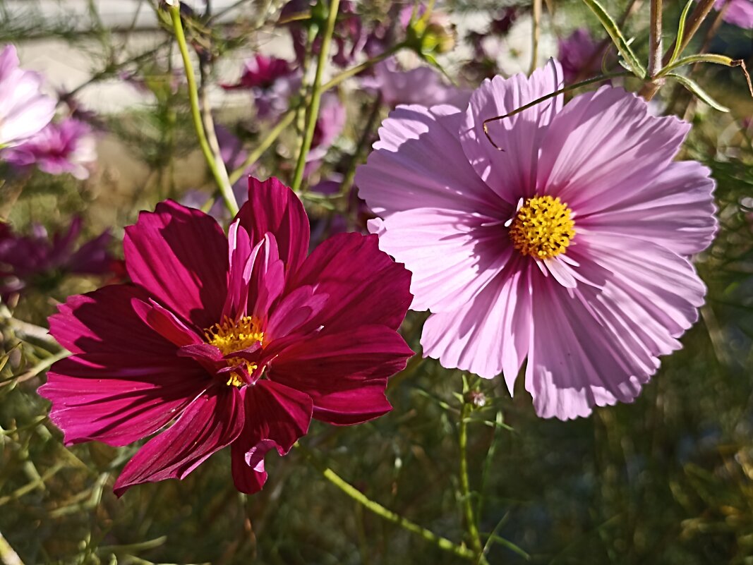 Космея - Pippa 