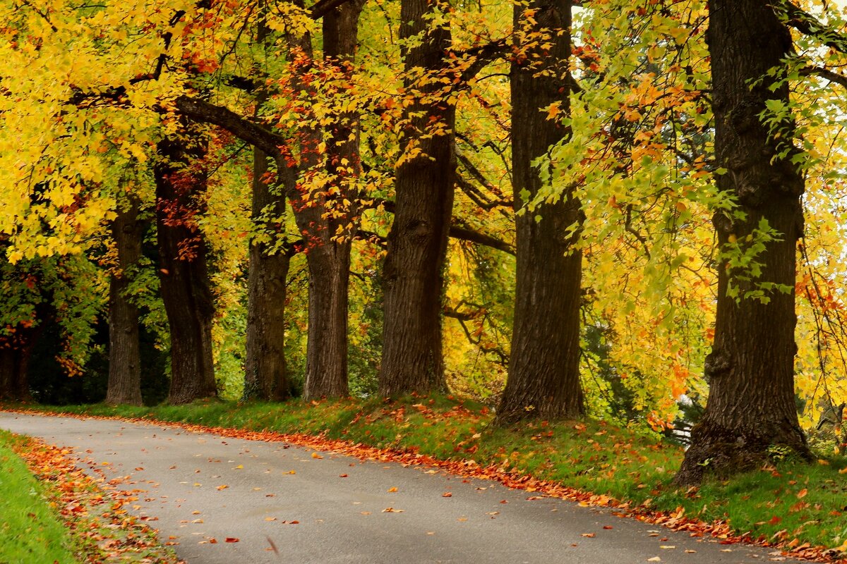 Осенняя дорожка - Юрий. Шмаков