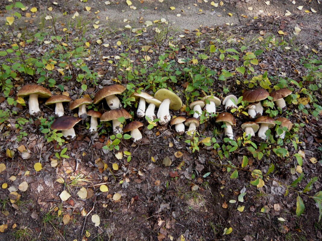 Грибная симфония - Андрей Зайцев