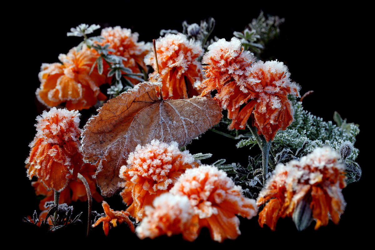 Бархатцы утром 1 октября на ВДНХ - Михаил Бибичков Бархатцы утром 1 октября на ВДНХ - Михаил Бибичков