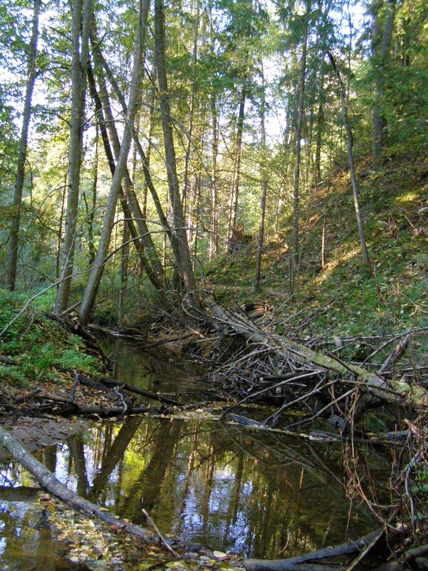Лесное зеркало - Анна Воробьева