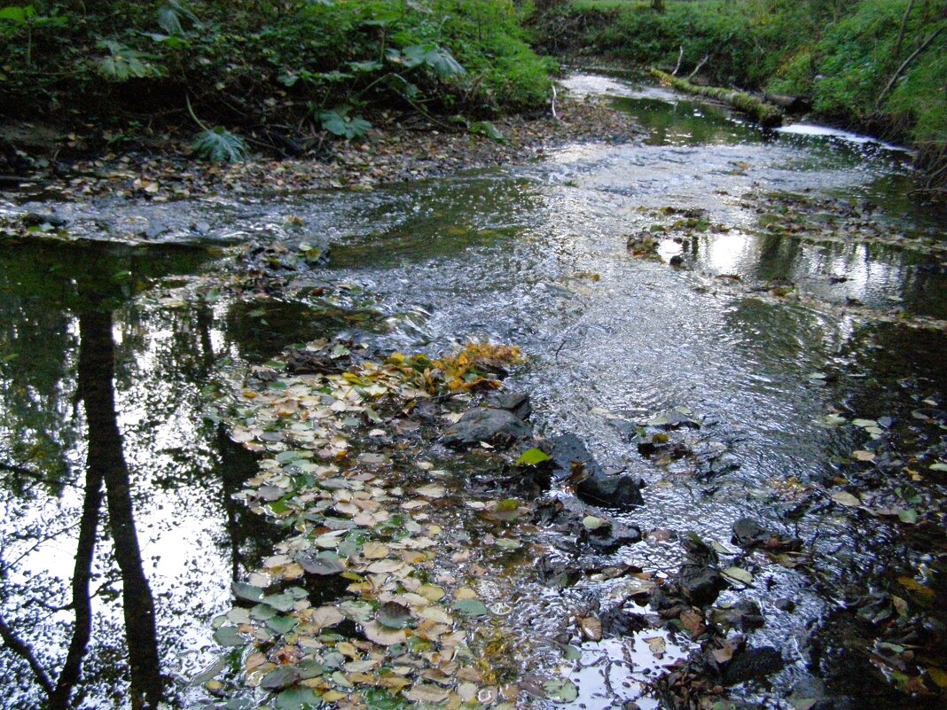 Осень в холодных тонах - Анна Воробьева