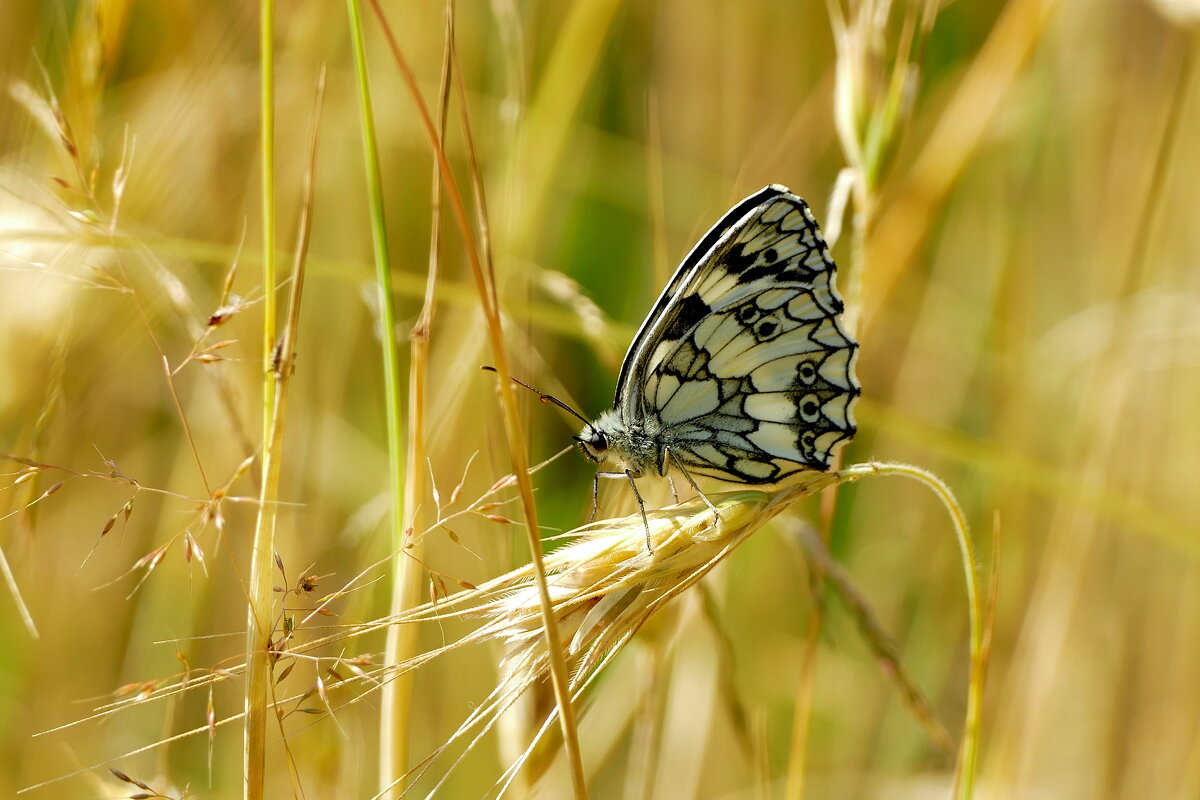 опять про бабочек 30 - Александр Прокудин