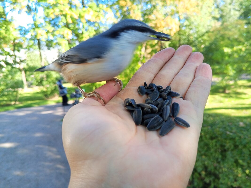 Поползень - Сапсан 