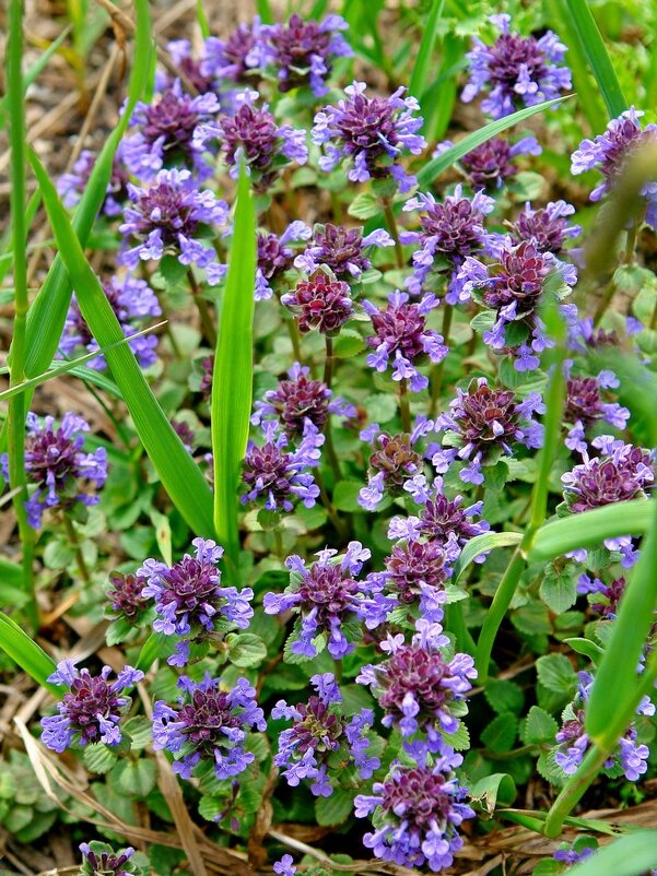 ПРИТОК ОЙГАИНГА. h- 2800м - Виктор Осипчук