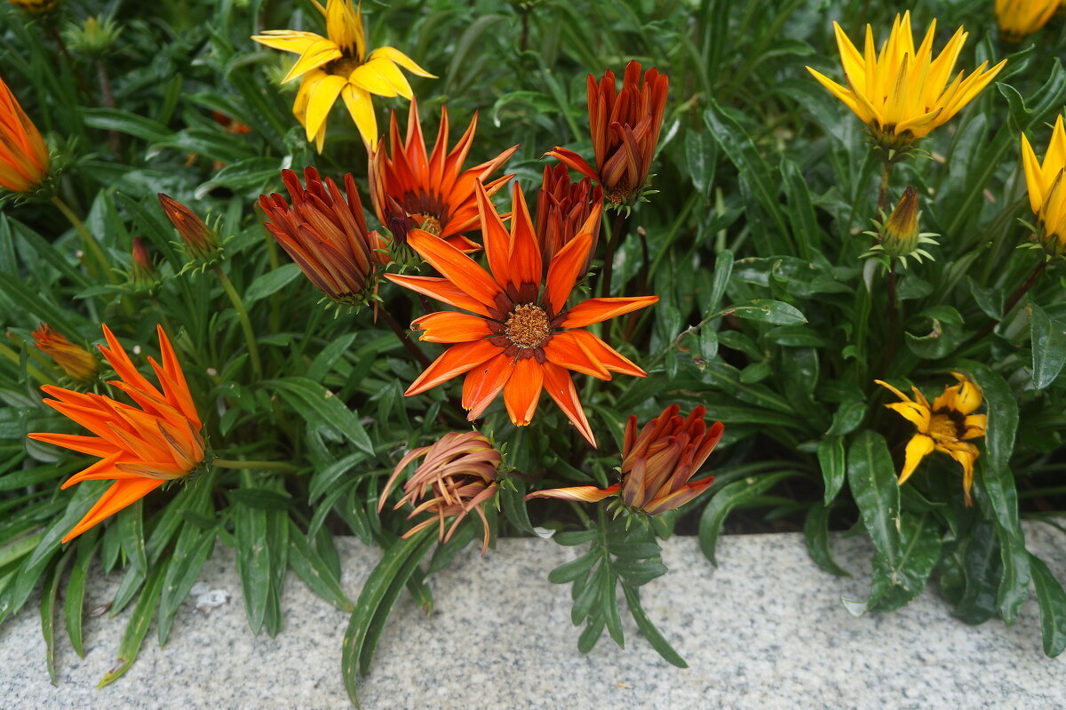 гацания - zavitok *