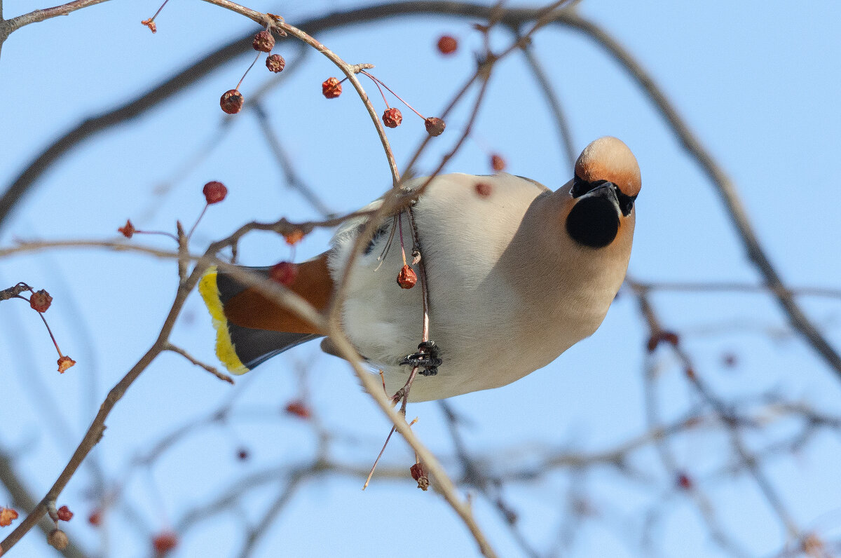 Свиристель - Виктор Иванович Чернюк