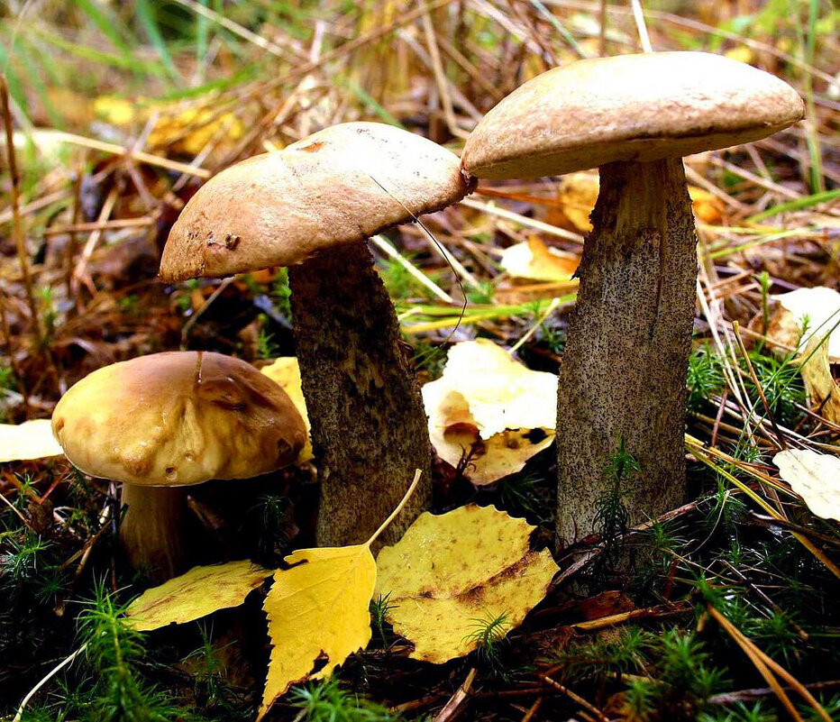 Осеннее грибное трио! - Владимир 