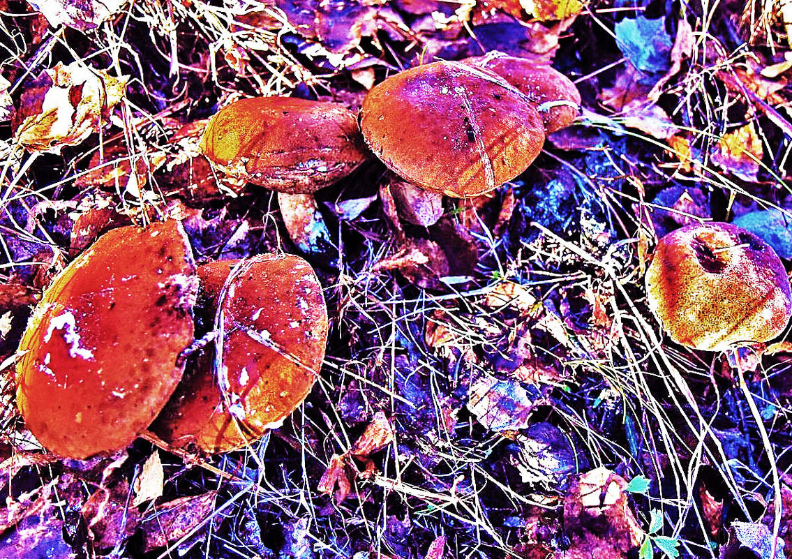 Октябрь...Ледяные грибы! - Владимир 