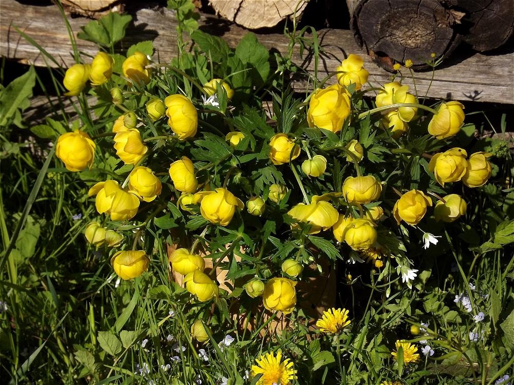 Весенний салют! - Нина Андронова