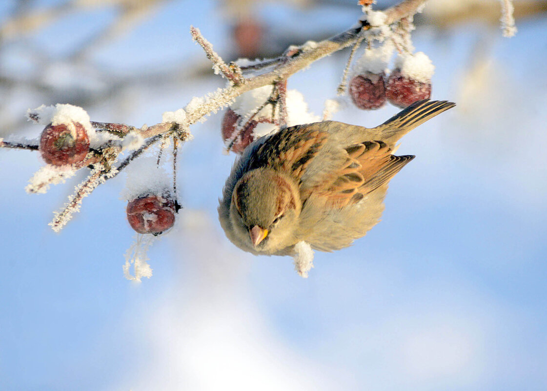 Мороженые яблочки - Михаил Белоусов