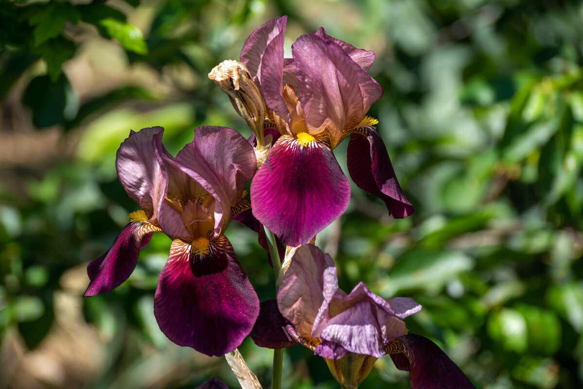 Ирис - Игорь Сикорский