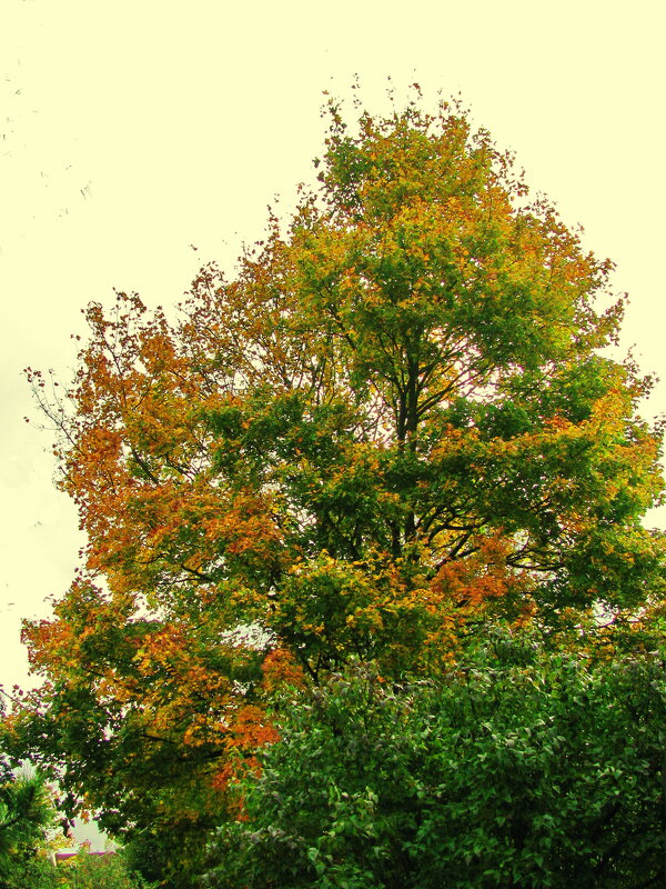 Осенний клён - Людмила Смородинская