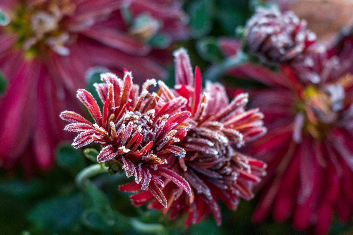 Картинка из первооктябрьского утра. - Анатолий. Chesnavik.