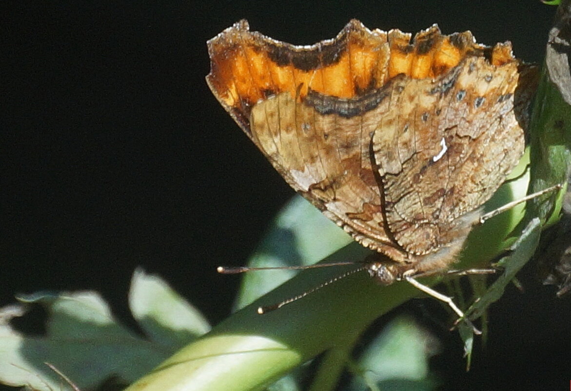 из серии " Макро мир вокруг нас..." - Николай Саржанов
