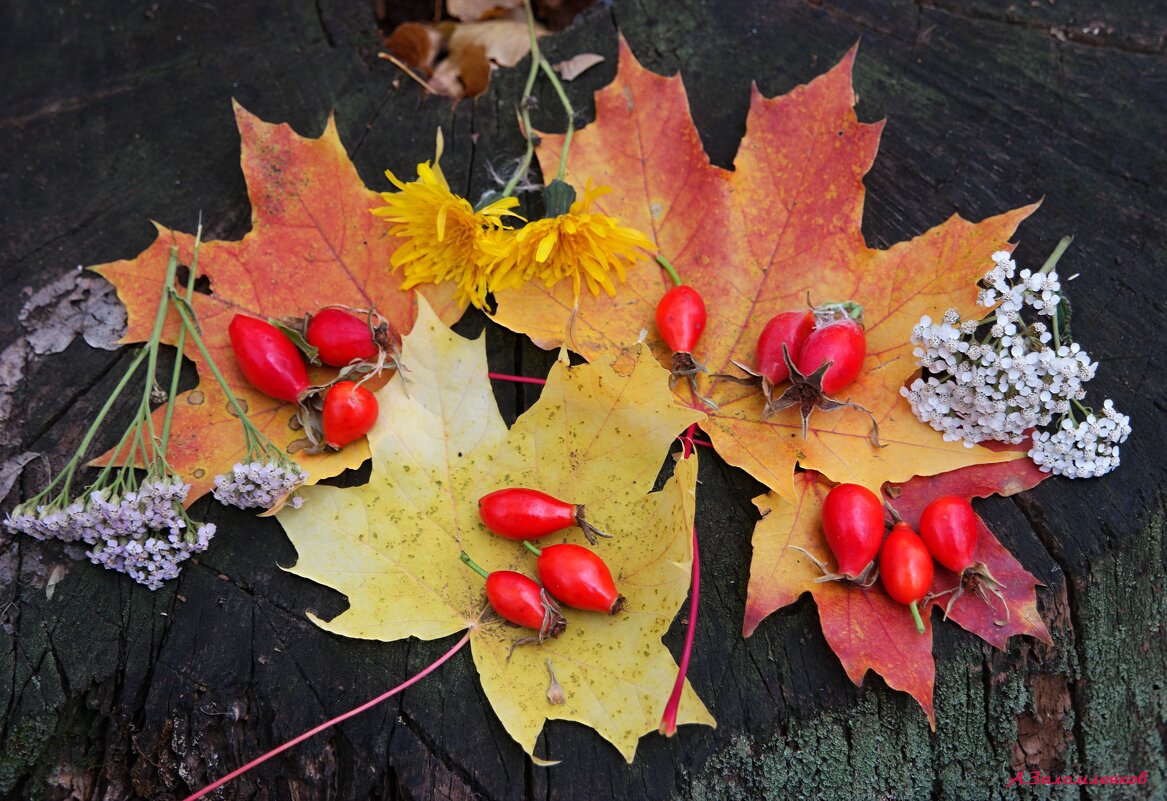 Про осенние натюрморты... - Андрей Заломленков