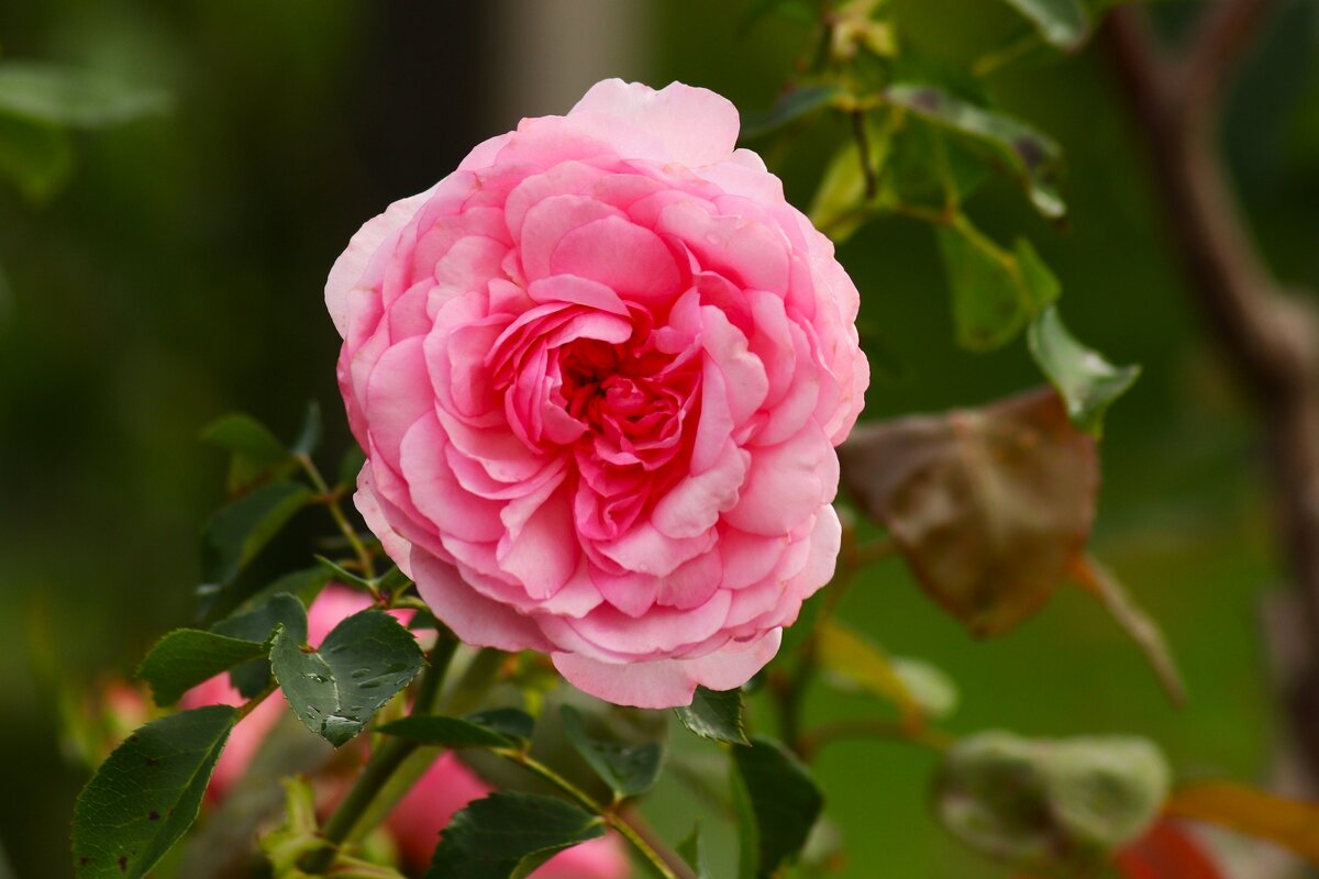 Доброе утро - Юрий. Шмаков Доброе утро - Юрий. Шмаков