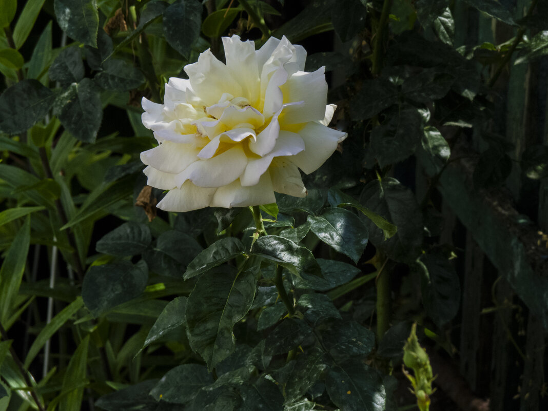 Белая роза  Далия - Валентин Семчишин