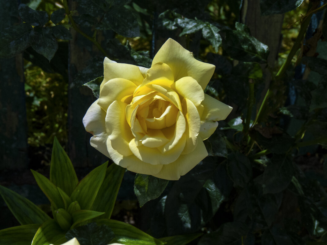 Жёлтая  роза - Валентин Семчишин